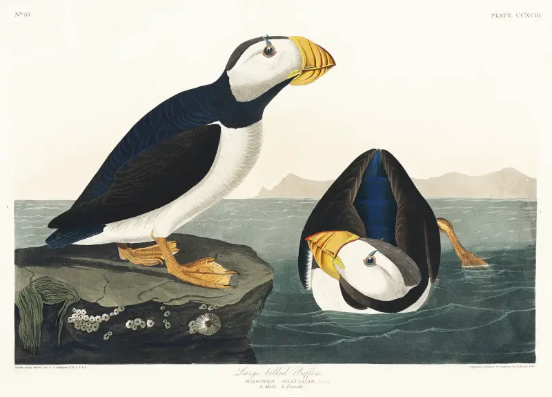 Large Billed Puffin from Birds of America by John James Audubon